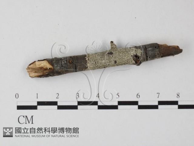 登錄號:F0011989藏品圖，第1張