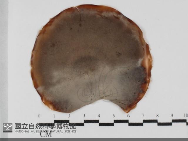 登錄號:F0031989藏品圖，第1張
