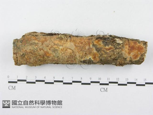 登錄號:F0014989藏品圖，第1張