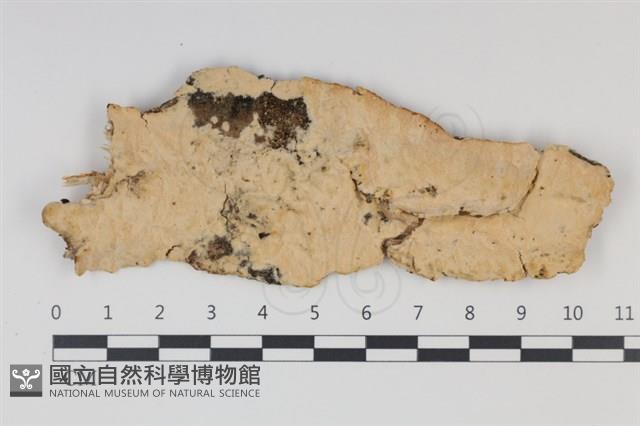 登錄號:F0034989藏品圖，第1張
