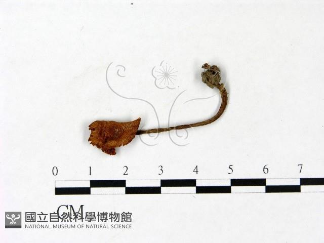 杯傘屬藏品圖，第1張