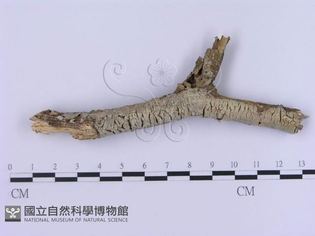 登錄號:F0002989藏品圖，第1張