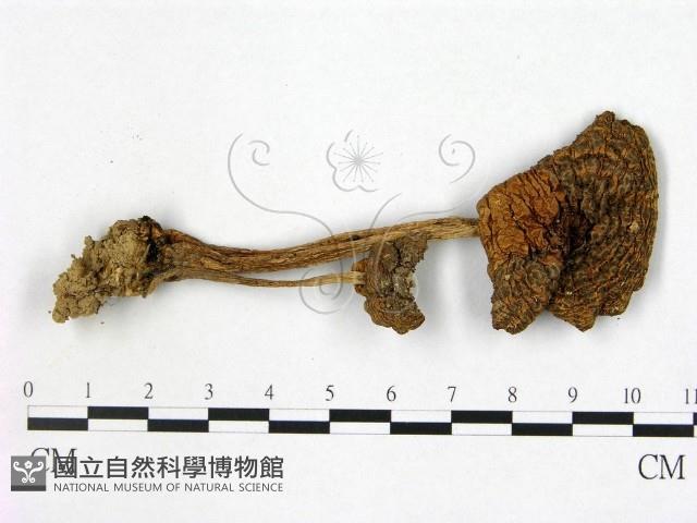 登錄號:F0012989藏品圖，第1張