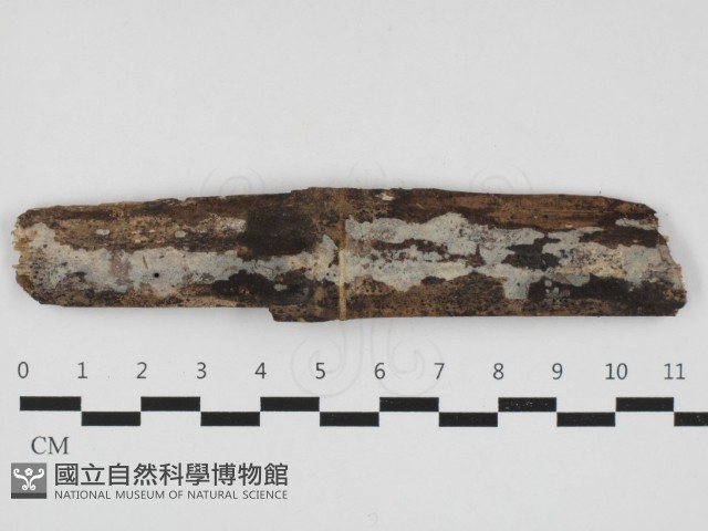 登錄號:F0032989藏品圖，第1張