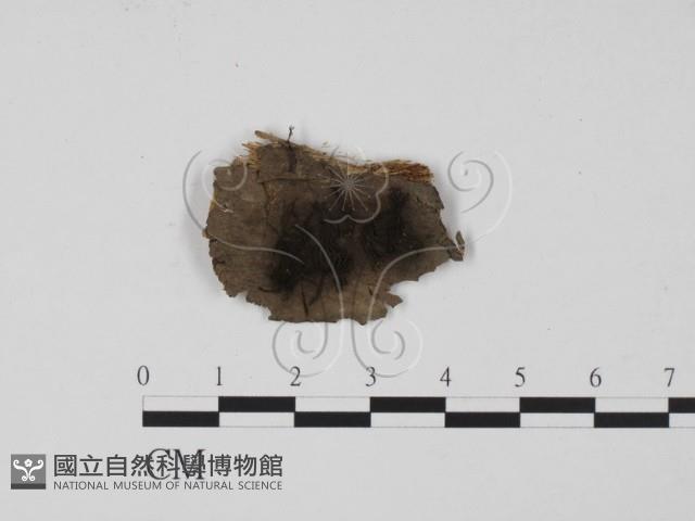 登錄號:F0007989藏品圖，第1張