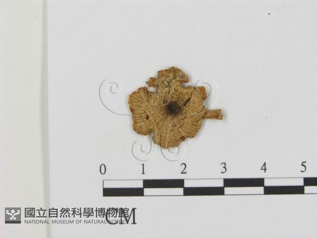 登錄號:F0015989藏品圖，第1張