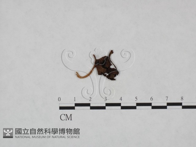 登錄號:F0023989藏品圖，第1張