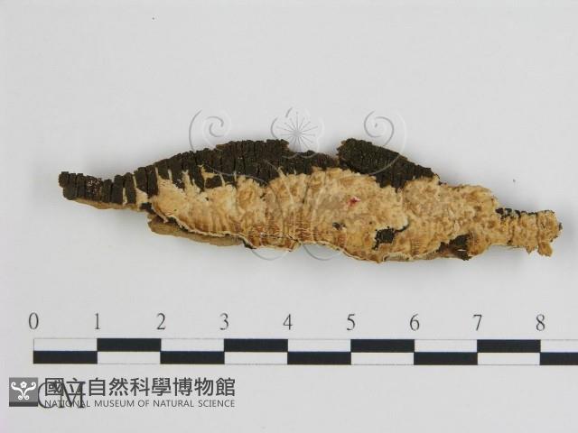 登錄號:F0003989藏品圖，第1張