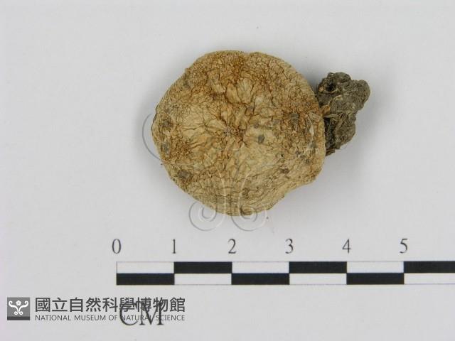 登錄號:F0013989藏品圖，第1張