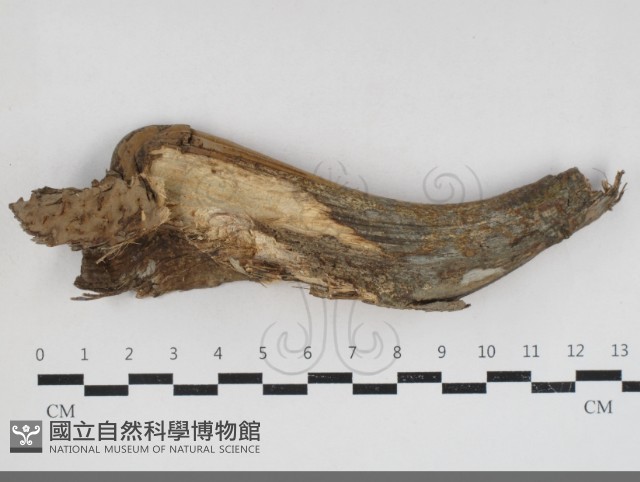 登錄號:F0033989藏品圖，第1張