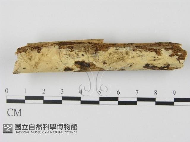 登錄號:F0008689藏品圖，第1張