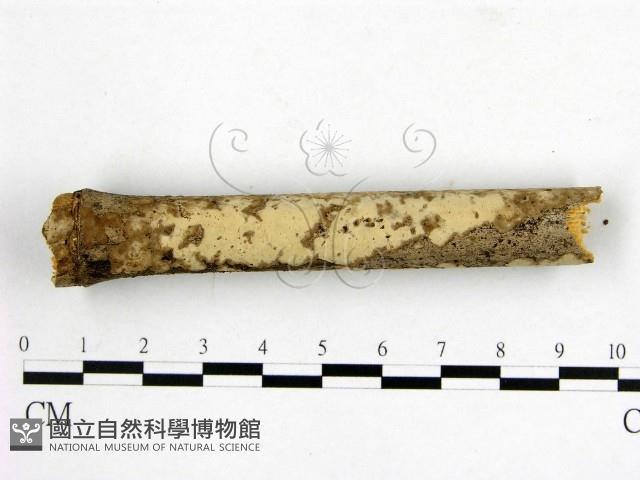 登錄號:F0018689藏品圖，第1張