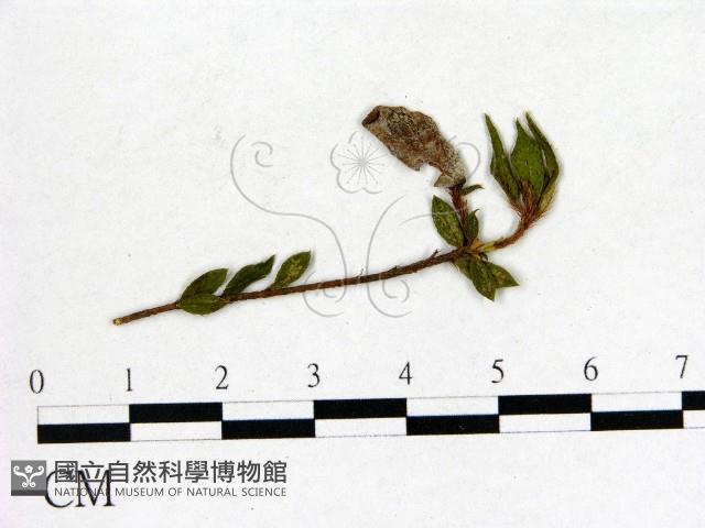 登錄號:F0020689藏品圖，第1張
