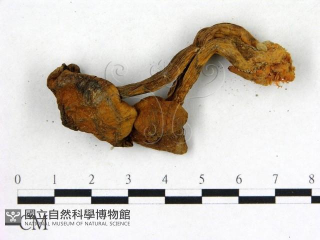 登錄號:F0010689藏品圖，第1張