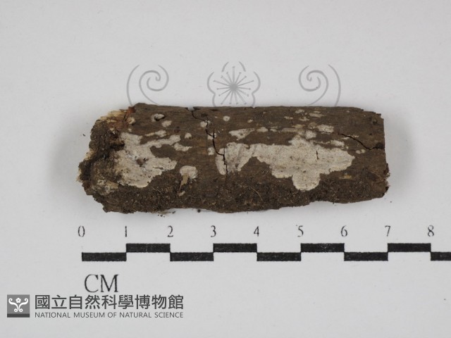 刺皮菌屬藏品圖，第1張