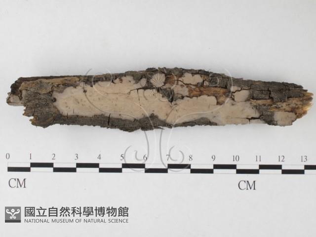 筍殼菌屬藏品圖，第1張