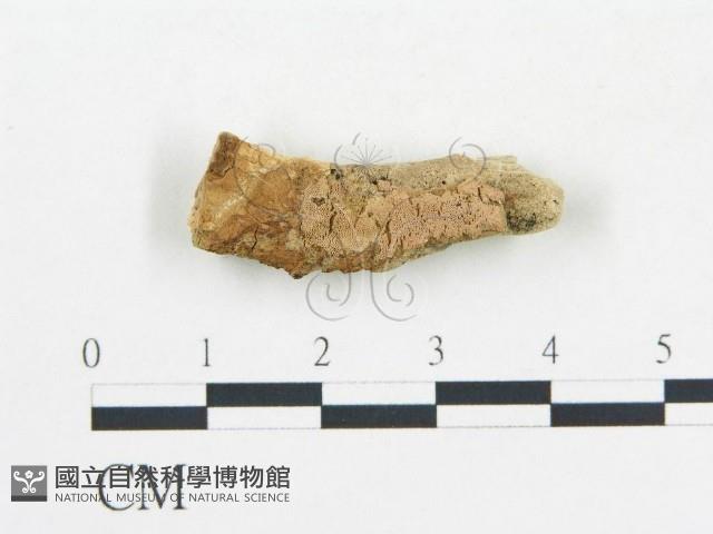 登錄號:F0006689藏品圖，第1張