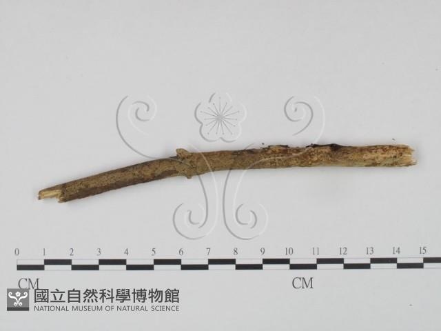 登錄號:F0021689藏品圖，第1張
