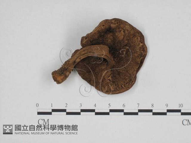 登錄號:F0024689藏品圖，第1張