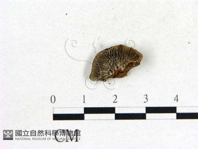 登錄號:F0014689藏品圖，第1張