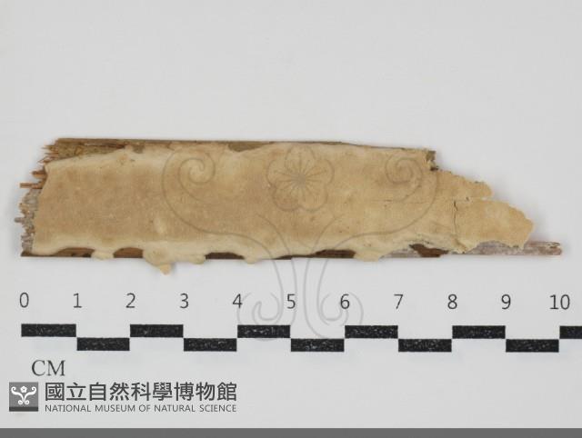 登錄號:F0034689藏品圖，第1張