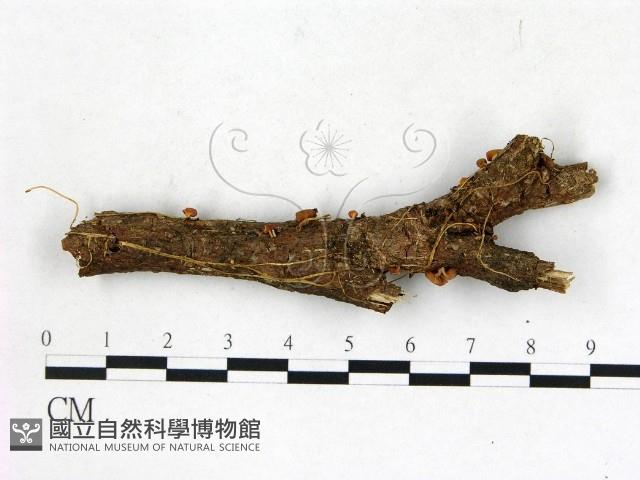 登錄號:F0022689藏品圖，第1張