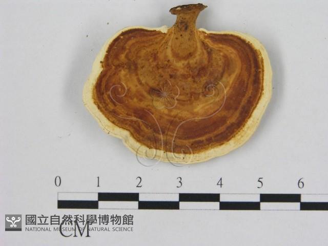 相鄰小孔菌藏品圖，第1張