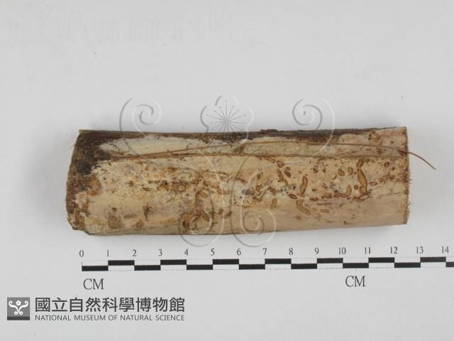 登錄號:F0027689藏品圖，第1張