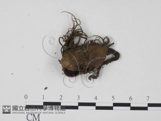 登錄號:F0007689藏品圖，第1張