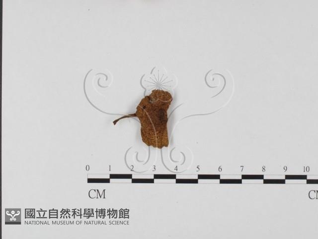 登錄號:F0025689藏品圖，第1張