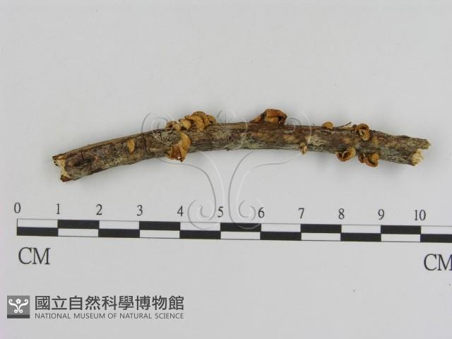 登錄號:F0015689藏品圖，第1張