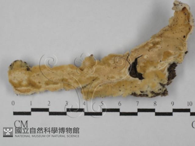 顯絲菌屬藏品圖，第1張