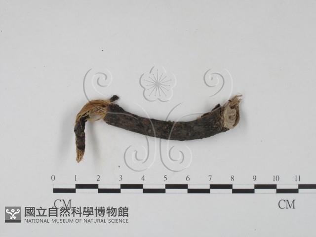 登錄號:F0019689藏品圖，第1張