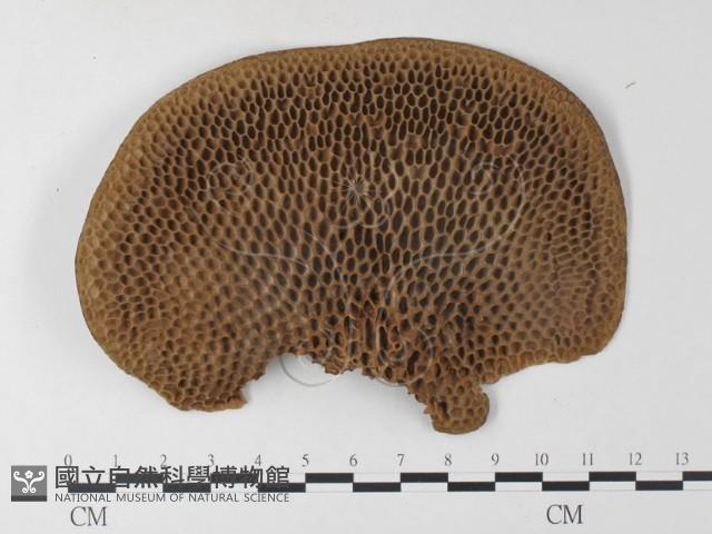 登錄號:F0023689藏品圖，第1張