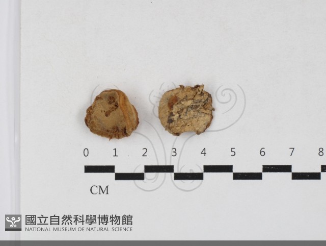 登錄號:F0033689藏品圖，第1張