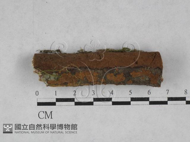 登錄號:F0028489藏品圖，第1張