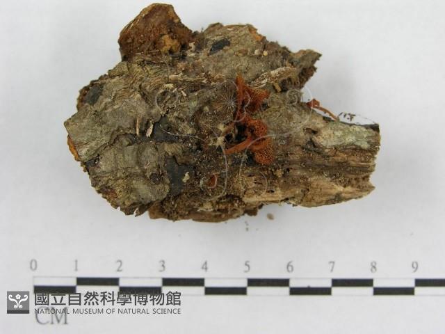 登錄號:F0008489藏品圖，第1張