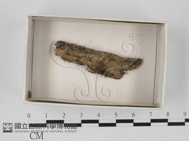 登錄號:F0018489藏品圖，第1張