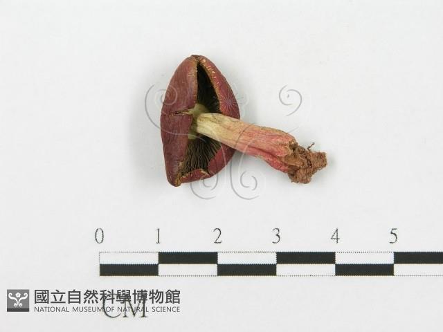 紅菇屬藏品圖，第1張