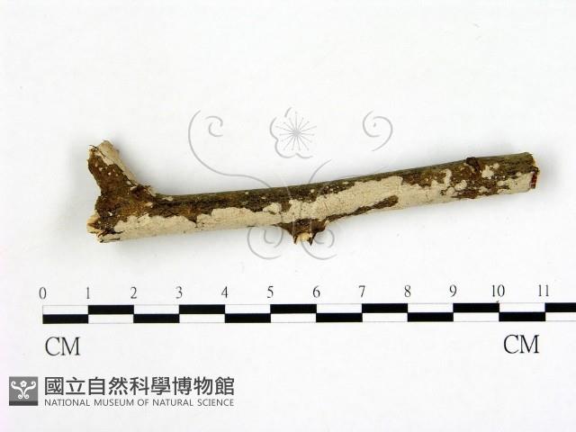 刺皮菌屬藏品圖，第1張