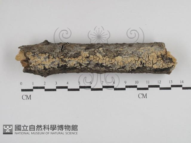 登錄號:F0030489藏品圖，第1張