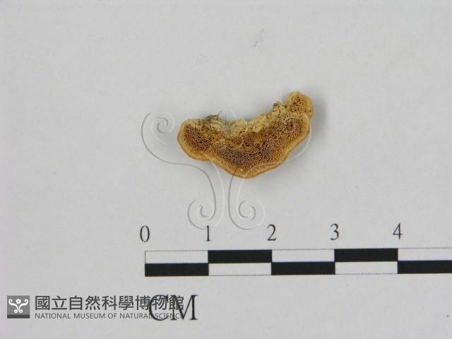 登錄號:F0006489藏品圖，第1張