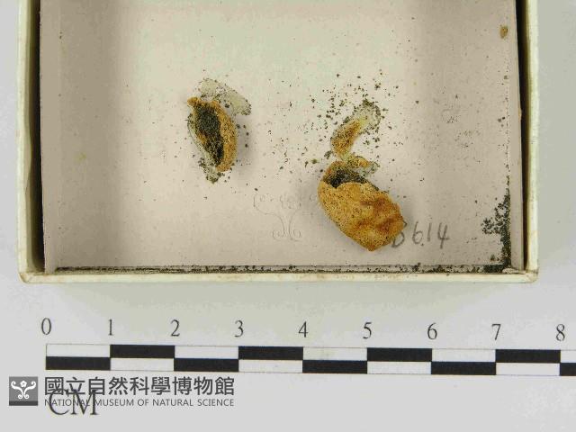 登錄號:F0021489藏品圖，第1張