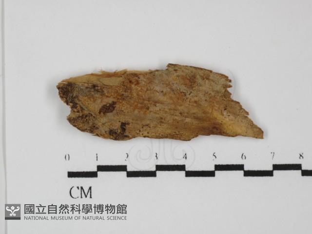 登錄號:F0031489藏品圖，第1張