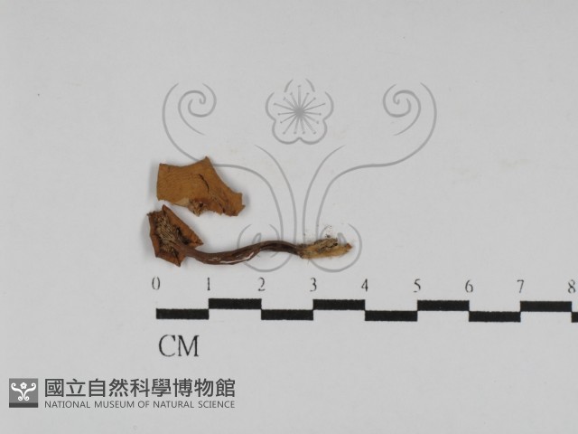 登錄號:F0024489藏品圖，第1張