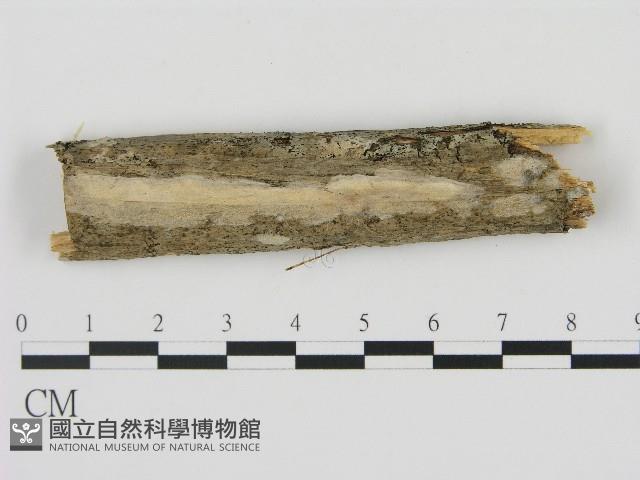 登錄號:F0004489藏品圖，第1張