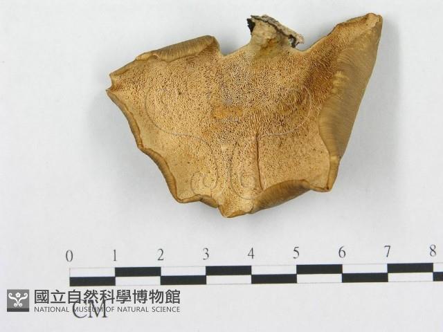 多孔菌屬藏品圖，第1張