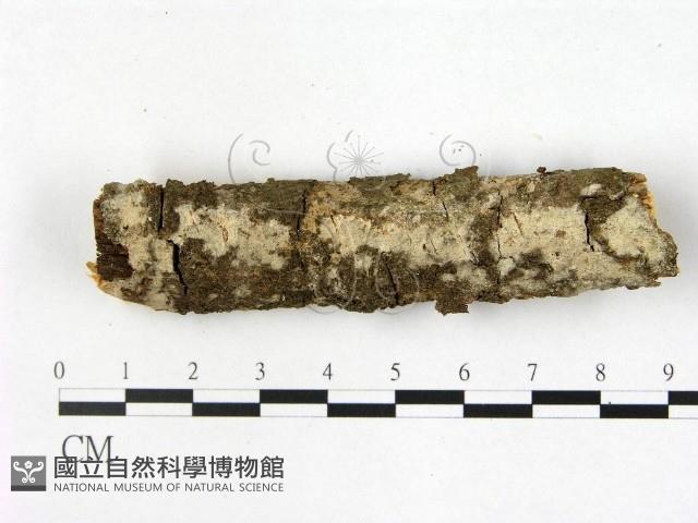 顯絲菌屬藏品圖，第1張