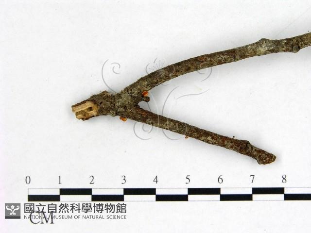 登錄號:F0002489藏品圖，第1張