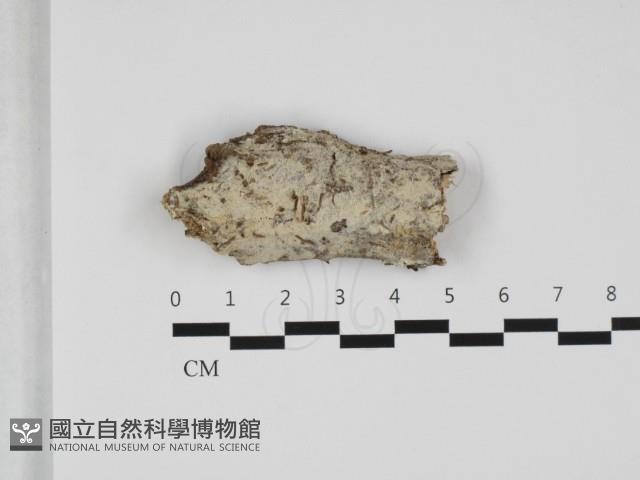 登錄號:F0032489藏品圖，第1張